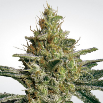 Allkush - feminizovaná semínka 10 ks Paradise Seeds