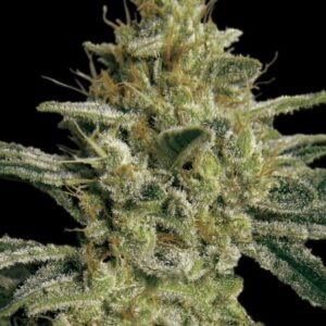 Allkush - feminizovaná semínka 5 ks Paradise Seeds