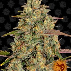 Amnesia Lemon – feminizovaná semínka 10 ks Barney´s Farm