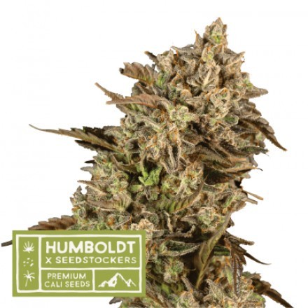 Apollo Black Cherry - feminizované semena konopí HumboldtXSeedstockers