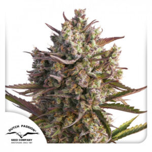 Auto Blueberry - samonakvétací semena 7 ks Dutch Passion