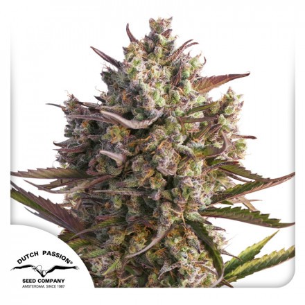 Auto Blueberry - samonakvétací semínka 3 ks Dutch Passion