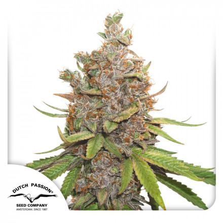 Auto Glueberry O.G.® - samonakvétací semena 7 ks Dutch Passion