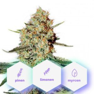 Auto Pure Haze - 5 ks samonakvétací semínka Cannapio