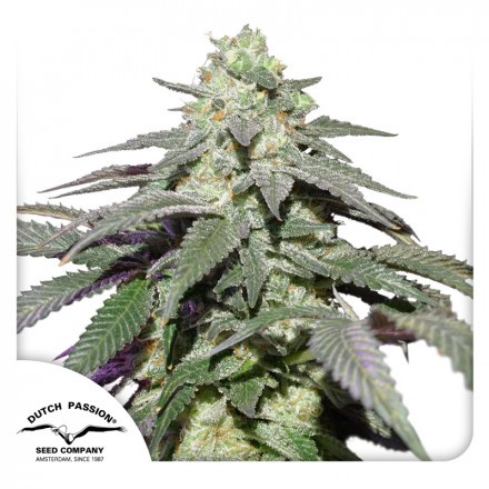 Auto Skywalker Haze® - feminizovaná a samonakvétací semena 7 ks Dutch Passion