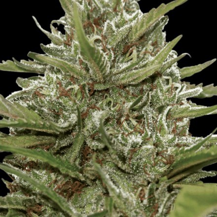 Auto White Berry - feminizovaná a samonakvétací semínka 10ks Paradise Seeds