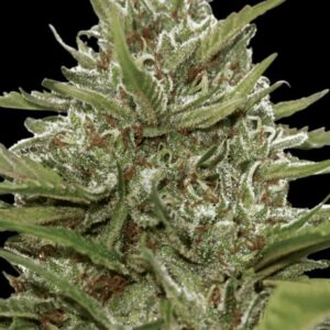 Auto White Berry - feminizovaná a samonakvétací semínka 3ks Paradise Seeds