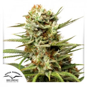 Auto White Widow®- samonakvétací semínka 3 ks Dutch Passion