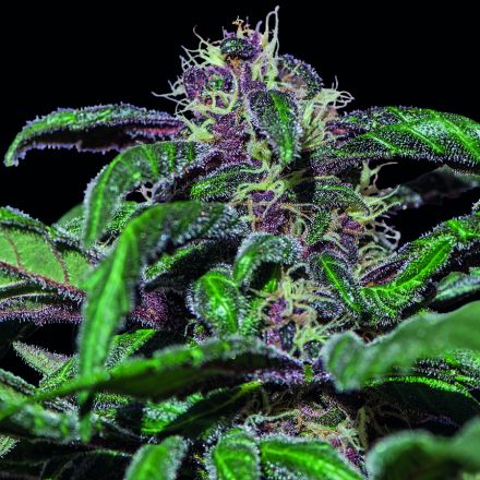 Ayahuasca Purple - feminizovaná semínka 5 ks Barney´s Farm