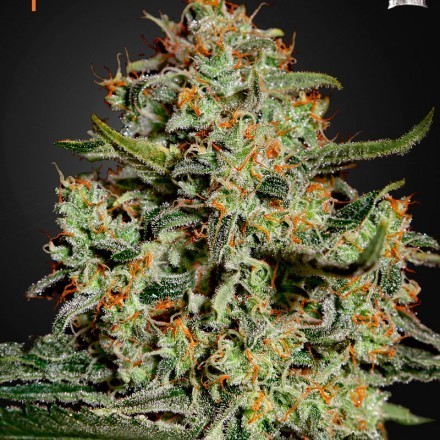 Big Bang - feminizovaná semena 10 ks Green House Seeds