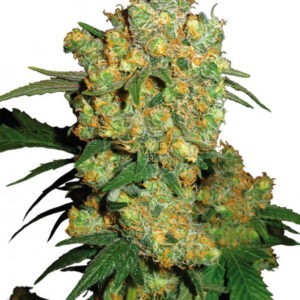 Big Bud - 10 ks feminizovaná semena Sensi Seeds