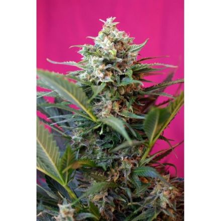 Big Devil XL Auto - feminizovaná a samonakvétací semínka 3ks Sweet Seeds