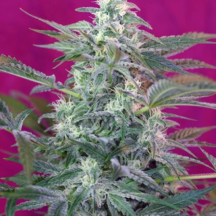 Big Foot – feminizovaná semínka 3 ks Sweet Seeds