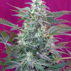 Big Foot – feminizovaná semínka 5 ks Sweet Seeds