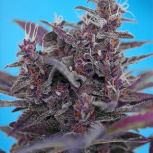 Black Cream Auto - feminizovaná a samonakvétací semínka 3ks Sweet Seeds