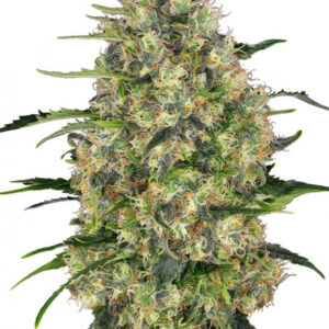 Black Domina - semínka 10 ks standardizovaná Sensi Seeds