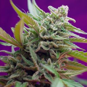 Black Jack Auto – 3 ks autoflowering semínek Sweet Seeds