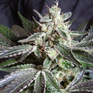 Black Jack Fast Version - feminizovaná semena 5 ks Sweet Seeds