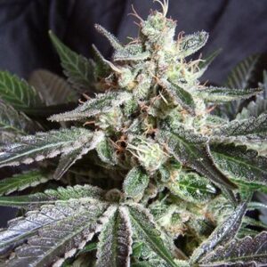 Black Jack Fast Version - feminizovaná semínka 3 ks Sweet Seeds