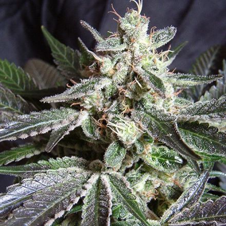 Black Jack – feminizovaná semínka 3 ks Sweet Seeds