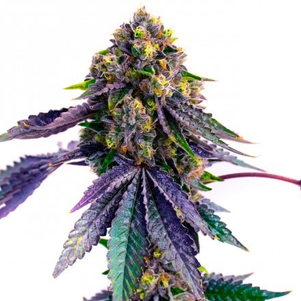 Blue Gelato 41- feminizovaná semínka 3 ks Barney´s Farm