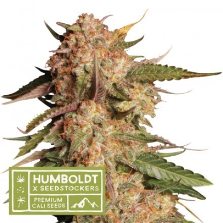 Blue Moby Auto - autoflowering semena marihuany HumboldtXSeedstockers 5 ks