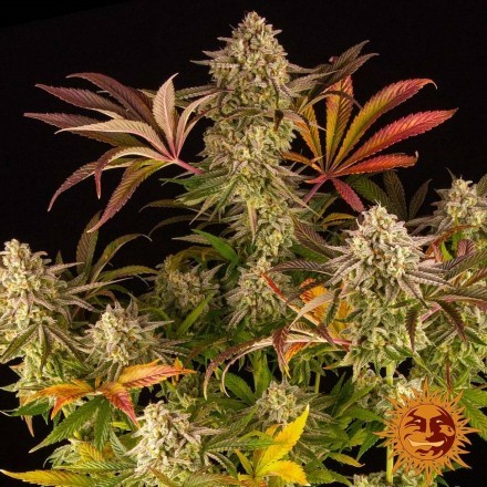 Blue Sunset Sherbert - Feminizovaná semínka 10 ks Barney´s Farm