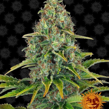 Blueberry Cheese Auto - autoflowering semena marihuany 10 ks Barney's Farm