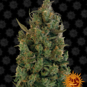 Blueberry Cheese – feminizovaná semínka 10 ks Barney´s Farm