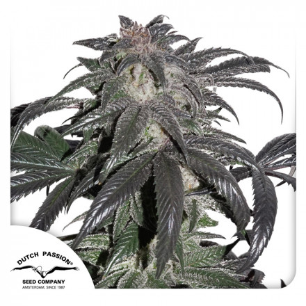 Bubba Island Kush® - feminizovaná semena 10 ks Dutch Passion