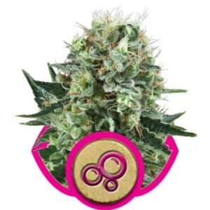 Bubble Kush - feminizovaná semínka 3 ks Royal Queen Seeds