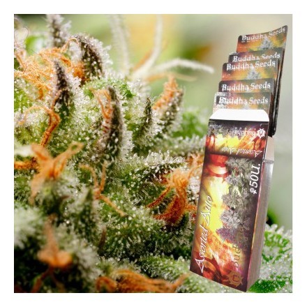 Buddha Assorted Auto - samonakvétací semena 10 ks Buddha Seeds