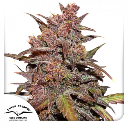 CBD Auto Blackberry Kush® - fem. a samonakvétací semena 7 ks Dutch Passion