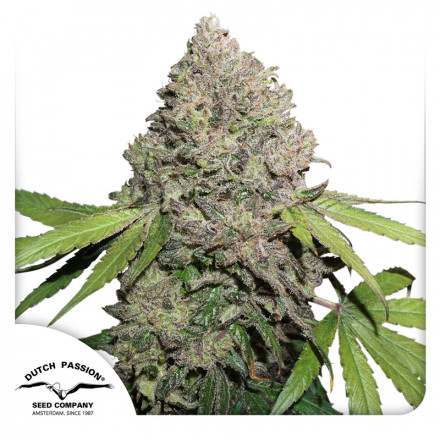 CBD Charlotte’s Angel® - feminizovaná semena 10 ks Dutch Passion