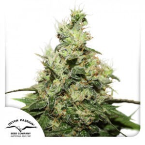 CBD Kush®- feminizované semena 10 ks Dutch Passion