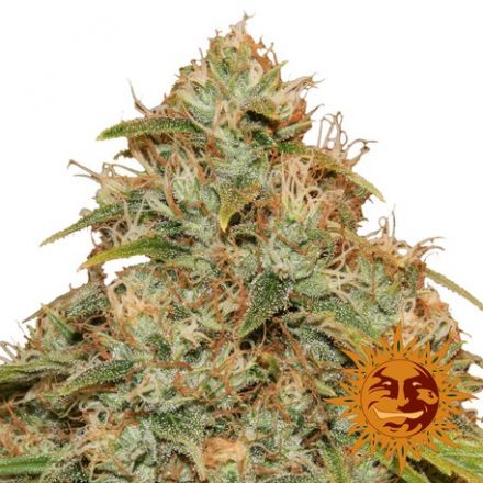 CBD Lemon Potion - 5ks autoflowering semínka Barney´s Farms