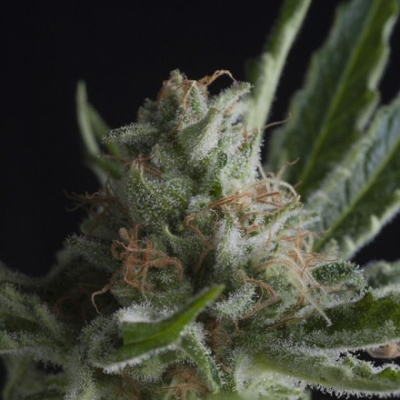 CBD Shark - feminizovaná semena 5 ks Pyramid Seeds