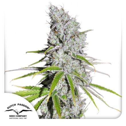 CBD Skunk Haze®- feminizované semena 10 ks Dutch Passion