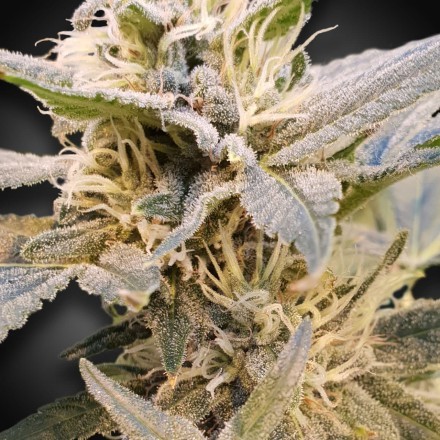 CBDelight - feminizovaná semínka 3ks Paradise Seeds