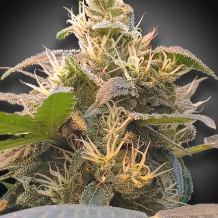 CBDenergy - feminizovaná semínka 3ks Paradise Seeds