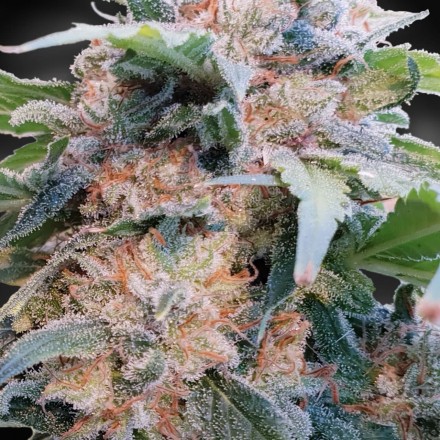 CBDream - feminizovaná semínka 10ks Paradise Seeds