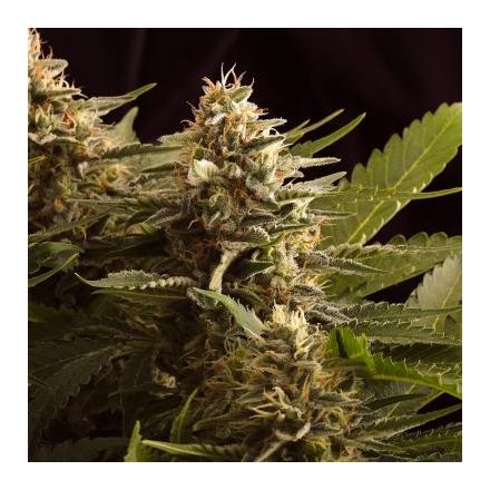 Colombian Jack - 10ks feminizovaná semínka Kannabia Seeds