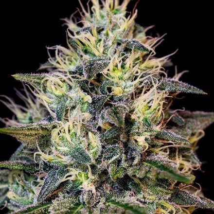 Cookies Gelato - feminizovaná semínka 5 ks Royal Queen Seeds