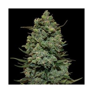 Cookies Kush - feminizovaná semena 10 ks Barney´s Farm