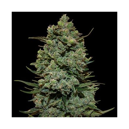 Cookies Kush - feminizovaná semena 5 ks Barney´s Farm