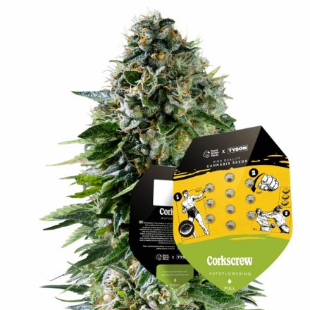 Corkscrew Auto - autoflowering 5ks Royal Queen Seeds x Mike Tyson