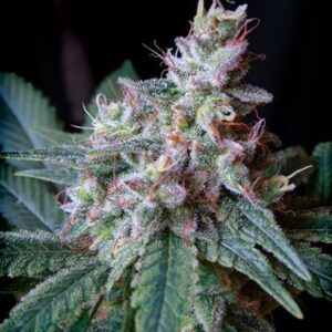 Cream Caramel Fast Version - feminizovaná semena 5ks Sweet Seeds