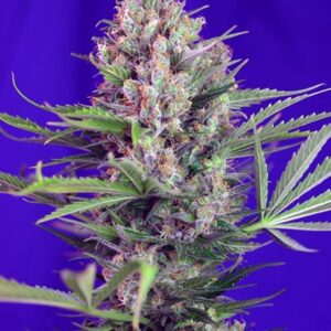 Cream Mandarine Fast Version - feminizovaná semena 5 ks Sweet Seeds