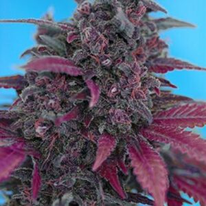 Dark Devil Auto - feminizovaná a samonakvétací semínka 3ks Sweet Seeds