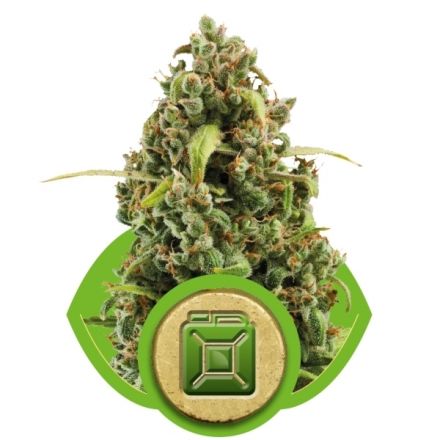 Diesel Automatic - samokvitnúce semínka 10ks Royal Queen Seeds